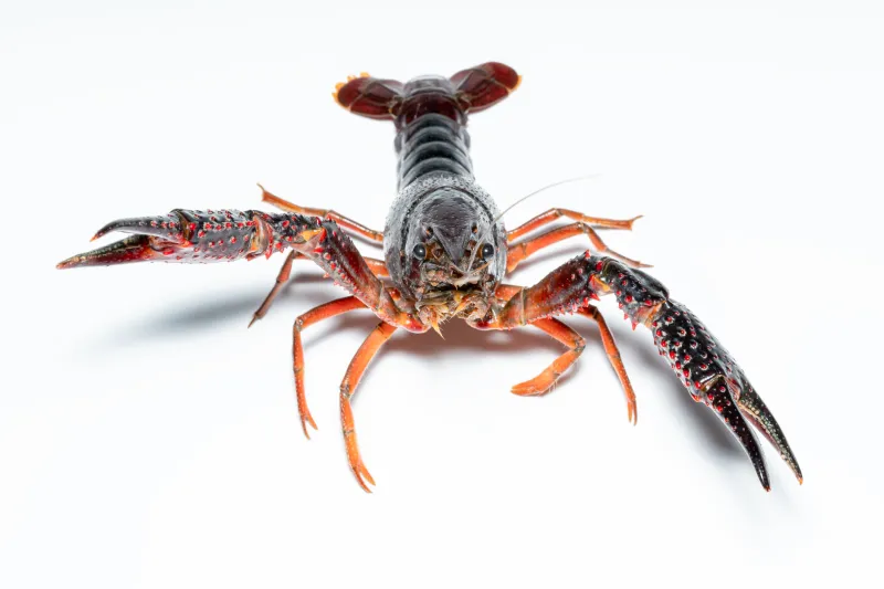 Shed the Shell, Change the Game: What Moulting Yabbies Teach Casino Players About Reinvention