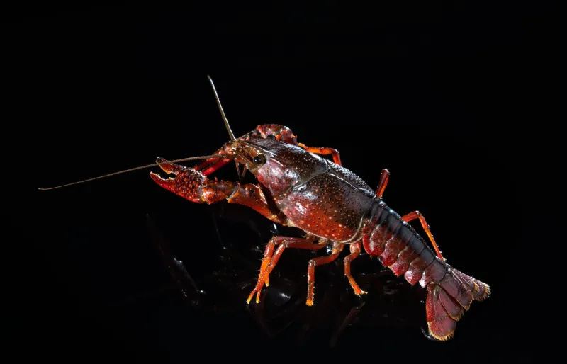Slip Through the Net: What Yabby Escape Tactics Can Teach You About Cashing Out at the Right Moment
